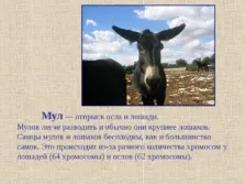 Селекція тварин - презентація (методи) (часом можуть приносити) Селекція тварин - презентація (методи)