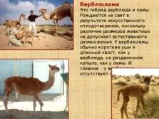 Селекція тварин - презентація (методи) (часом можуть приносити потомство) Селекція тварин - презентація (методи)