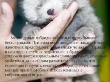 Селекція тварин - презентація (методи) (можуть приносити потомство) Селекція тварин - презентація (методи)