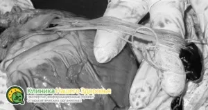 Серцеві глисти у собак симптоми, лікування і профілактика (серцеві) Серцеві глисти у собак симптоми, лікування і профілактика