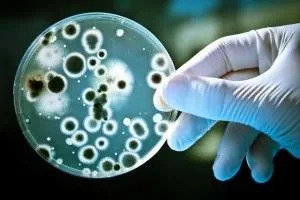 Сінна паличка що це таке, значення для людини (Bacillus subtilis препарат) Сінна паличка що це таке, значення для людини