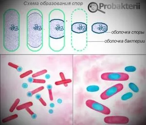 Сінна паличка що це таке, значення для людини (Bacillus subtilis препарат) Сінна паличка що це таке, значення для людини