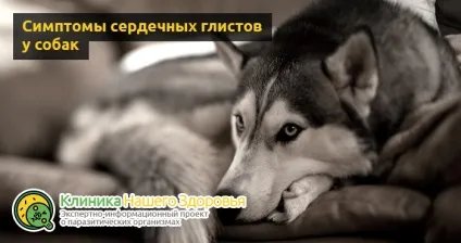 Серцеві глисти у собак симптоми, лікування і профілактика (собак) Серцеві глисти у собак симптоми, лікування і профілактика