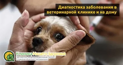 Серцеві глисти у собак симптоми, лікування і профілактика (лікування) Серцеві глисти у собак симптоми, лікування і профілактика