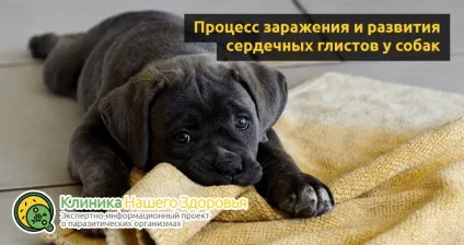 Серцеві глисти у собак симптоми, лікування і профілактика (лікування) Серцеві глисти у собак симптоми, лікування і профілактика