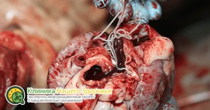 Серцеві глисти у собак симптоми, лікування і профілактика (профілактика) Серцеві глисти у собак симптоми, лікування і профілактика