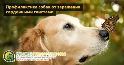 Серцеві глисти у собак симптоми, лікування і профілактика (серцеві) Серцеві глисти у собак симптоми, лікування і профілактика