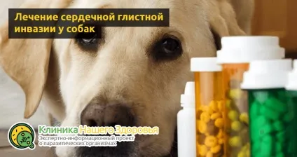 Серцеві глисти у собак симптоми, лікування і профілактика (профілактика) Серцеві глисти у собак симптоми, лікування і профілактика