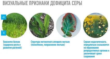 Сірка - повітря для рослин - або як отримати хороший урожай, agro2b (сірка) Сірка - повітря для рослин - або як отримати хороший урожай, agro2b