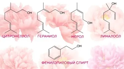Селекція півоній і аромат півонії в парфумерії ~ аромахімія (аромат) Селекція півоній і аромат півонії в парфумерії ~ аромахімія