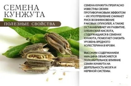 Насіння при грудному вигодовуванні можна їсти смажені, сирі, гризти соняшнику або гарбузове (вигодовуванні) Насіння при грудному вигодовуванні можна їсти смажені, сирі, гризти соняшнику або гарбузове