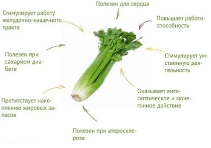 Селера як виростити з насіння, виглядає стебловий, кореневої, вирощування і догляд у відкритому