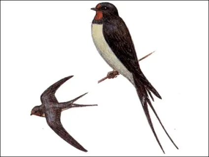 Сімейство ластівки (hirundinidae) ластівки, зміст ластівок неволі вигодовування пташенят (ластівки) Сімейство ластівки (hirundinidae) ластівки, зміст ластівок неволі вигодовування пташенят