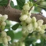 Шовковиця в Підмосков'ї вирощування і догляд, посадка і обрізка (плакучий) Шовковиця в Підмосков'ї вирощування і догляд, посадка і обрізка