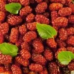 Шовковиця в Підмосков'ї вирощування і догляд, посадка і обрізка (формувати) Шовковиця в Підмосков'ї вирощування і догляд, посадка і обрізка