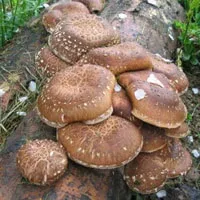 Печериця королівський - купити міцелій