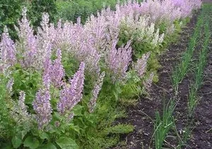 Шавлія (сальвія) мускатний особливості посадки і догляду у відкритому грунті (шавлія) Шавлія (сальвія) мускатний особливості посадки і догляду у відкритому грунті