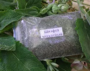 Шавлія (сальвія) мускатний особливості посадки і догляду у відкритому грунті (посадки) Шавлія (сальвія) мускатний особливості посадки і догляду у відкритому грунті