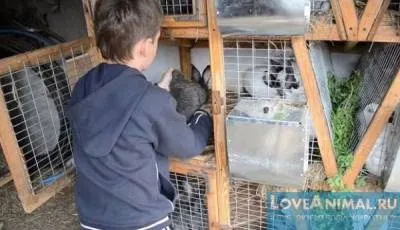Шедовими зміст кроликів в домашньому господарстві