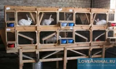 Шедовими зміст кроликів в домашньому господарстві