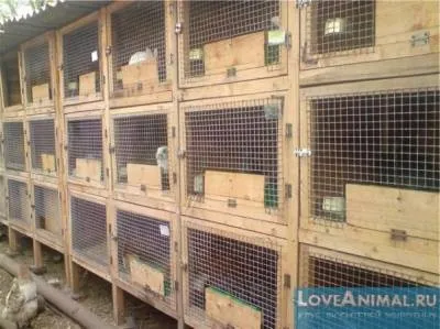 Шедовими зміст кроликів в домашньому господарстві