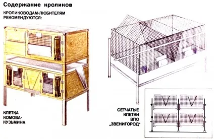 Шедовими зміст кроликів (кроликів) Шедовими зміст кроликів