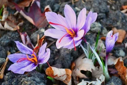 Шафран фото рослини, як виростити у відкритому грунті, посадка і догляд (рослини) Шафран фото рослини, як виростити у відкритому грунті, посадка і догляд