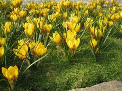Шафран фото рослини, як виростити у відкритому грунті, посадка і догляд (шафран) Шафран фото рослини, як виростити у відкритому грунті, посадка і догляд