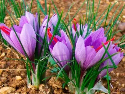 Шафран фото рослини, як виростити у відкритому грунті, посадка і догляд (шафран) Шафран фото рослини, як виростити у відкритому грунті, посадка і догляд