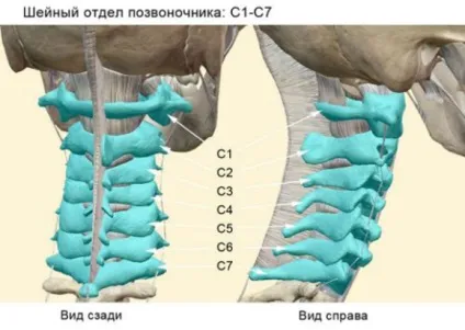 Шийний відділ хребта, будова, функції (шийний) Шийний відділ хребта, будова, функції