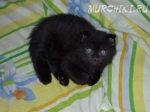 Шотландська висловуха (скоттиш фолд)