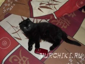 Шотландська висловуха (скоттиш фолд)