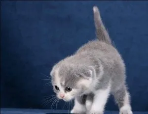 Шотландська висловуха (скоттиш фолд)