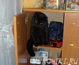 Шотландська висловуха (скоттиш фолд)