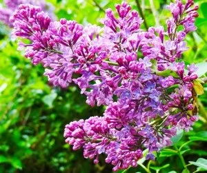 Шпора на п'яті - народне лікування, очищення організму здоров'я людини (п'яті) Шпора на п'яті - народне лікування, очищення організму здоров'я людини