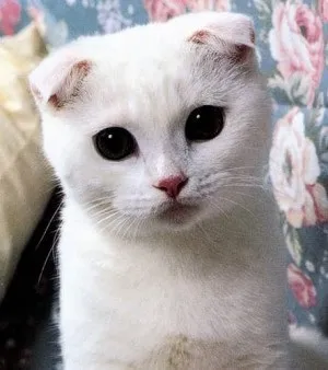 Шотландська висловуха (скоттиш фолд)