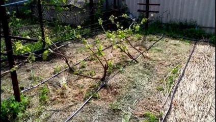 Шпалера для винограду своїми руками на дачі, фото і креслення (винограду) Шпалера для винограду своїми руками на дачі, фото і креслення