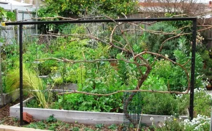 Шпалера для винограду своїми руками на дачі, фото і креслення (винограду) Шпалера для винограду своїми руками на дачі, фото і креслення