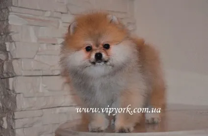 Шпіц линяє (фото, відео), процес, стадії линьки (померанський шпіц) Шпіц линяє (фото, відео), процес, стадії линьки