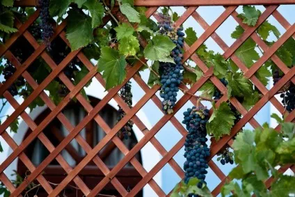 Шпалера для винограду своїми руками на дачі, фото і креслення (шпалера) Шпалера для винограду своїми руками на дачі, фото і креслення