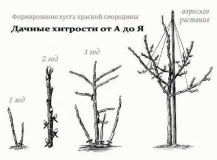 Штамбова смородина як правильно виростити (смородина) Штамбова смородина як правильно виростити
