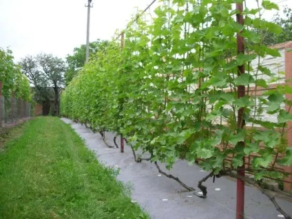 Шпалера для винограду своїми руками на дачі, фото і креслення (руками) Шпалера для винограду своїми руками на дачі, фото і креслення