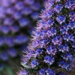 Синяк, синяк пишний, ехіум (echium fastuosum) (аптека) Синяк, синяк пишний, ехіум (echium fastuosum)