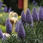 Синяк, синяк пишний, ехіум (echium fastuosum) (рослини) Синяк, синяк пишний, ехіум (echium fastuosum)