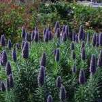 Синяк, синяк пишний, ехіум (echium fastuosum) (вирощування з насіння) Синяк, синяк пишний, ехіум (echium fastuosum)