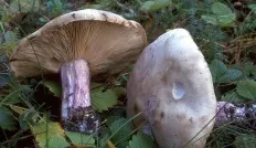 Сіненожка (lepista saeva)