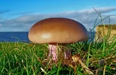 Сіненожка (lepista saeva)