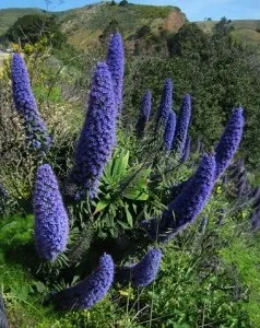 Синяк, синяк пишний, ехіум (echium fastuosum) (посадити синяк) Синяк, синяк пишний, ехіум (echium fastuosum)