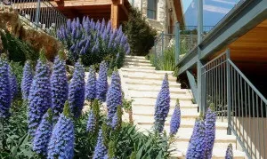 Синяк, синяк пишний, ехіум (echium fastuosum) (насіння дешево) Синяк, синяк пишний, ехіум (echium fastuosum)