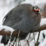 Скільки коштує цесарка жива опис свійської птиці (перших днів життя) Скільки коштує цесарка жива опис домашньої птиці